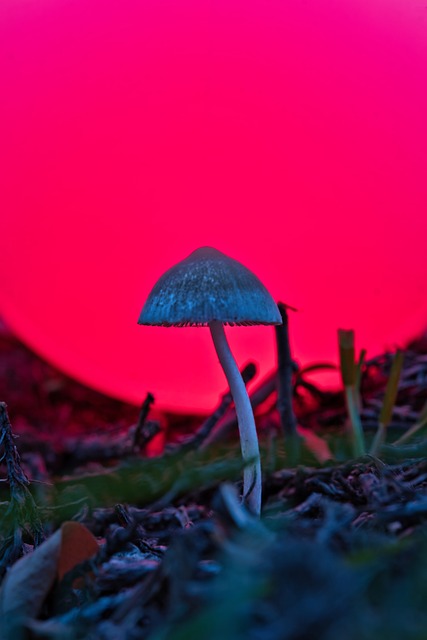 林间枯木与磨旧菌盖 秋光里沉淀的细碎时光痕迹