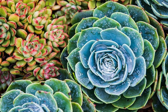 晨间微距慢赏：多肉叶片叶尖凝住的透亮晨露微光