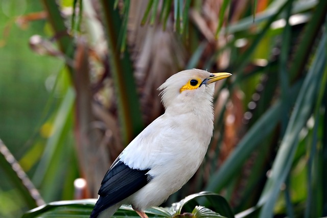 山径偶遇带黄纹的黑椋鸟 后来想起总念着林间晴光
