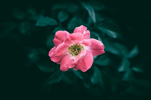 暮色漫过窗沿时，暗调背景里的粉玫瑰伴我沉心独处