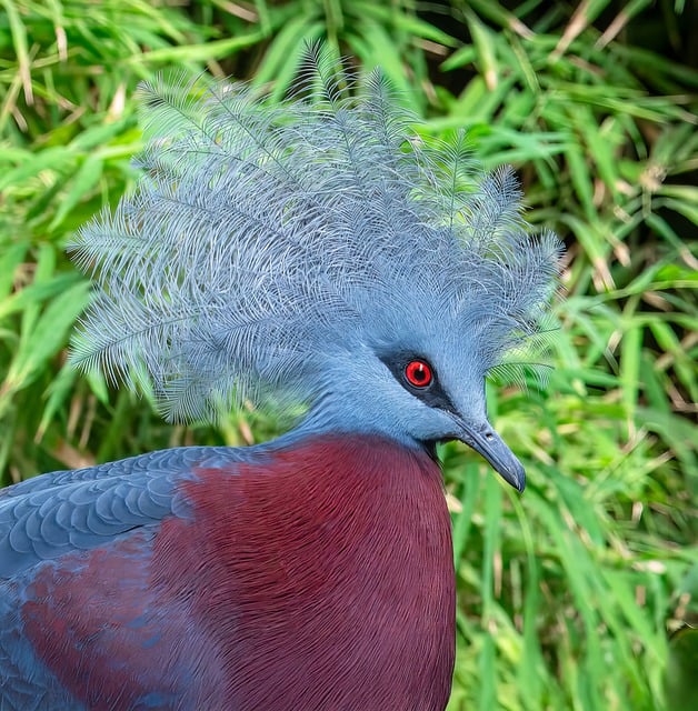 温甜茶点旁停着凤冠鸠，檐下的秋日午后漫着烟火气
