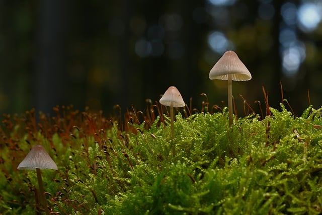 秋林腐壤间：苔藓与菌菇藏着的细碎时光痕迹