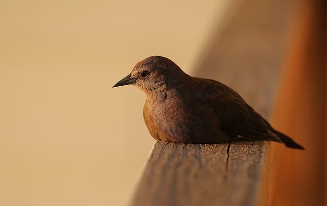 橘色落日铺遍野草地 椋鸟归林的秋日傍晚时分
