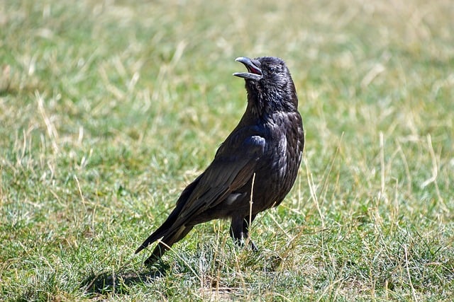青草地里的黑羽访客 藏着很久以前的乡野旧事