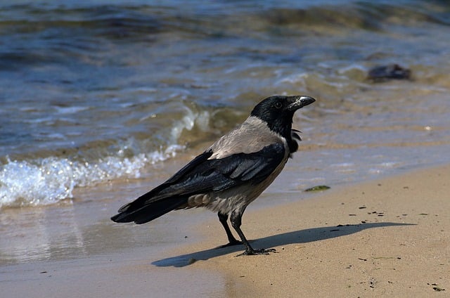 秋日海岸闲步偶遇渡鸦：沙粒暖软里的静缓时刻