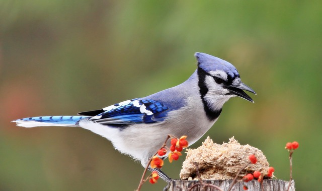 写给好友的观鸟碎记：上周郊野撞见的亮蓝松鸦