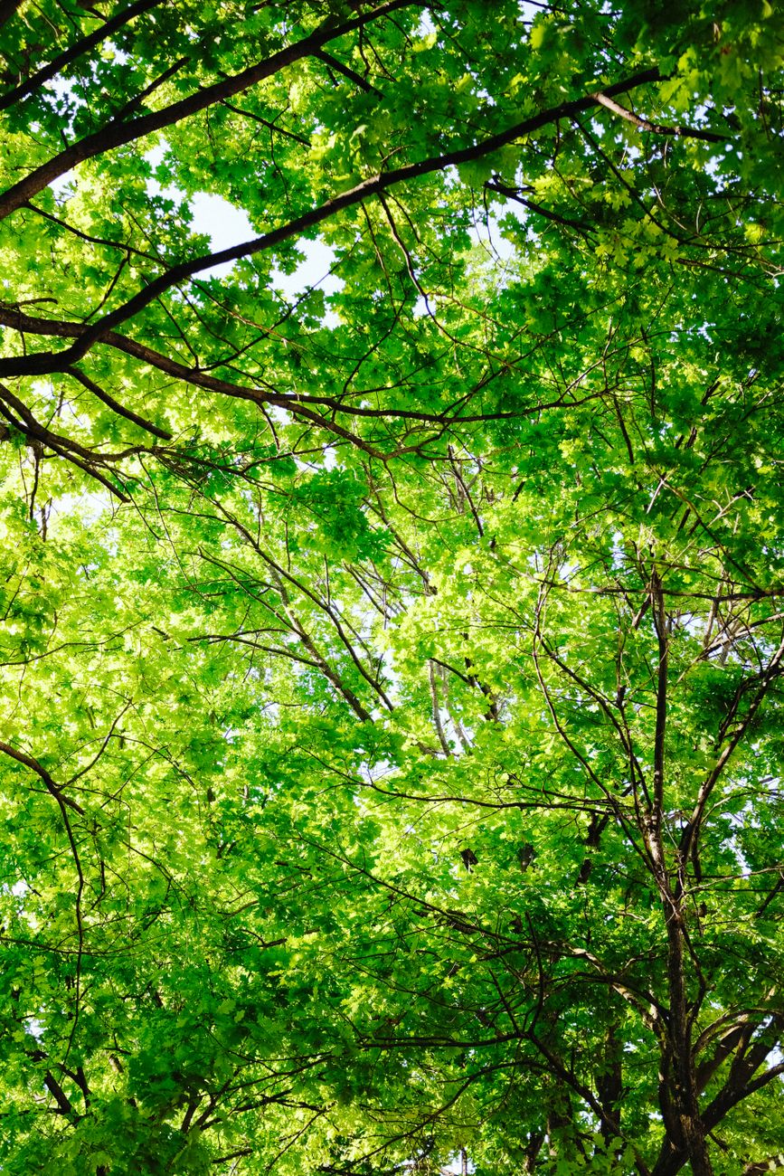 （教大家）好玩的24小时真人1分1*2块上下分红中麻将群跑的快群林冠新绿