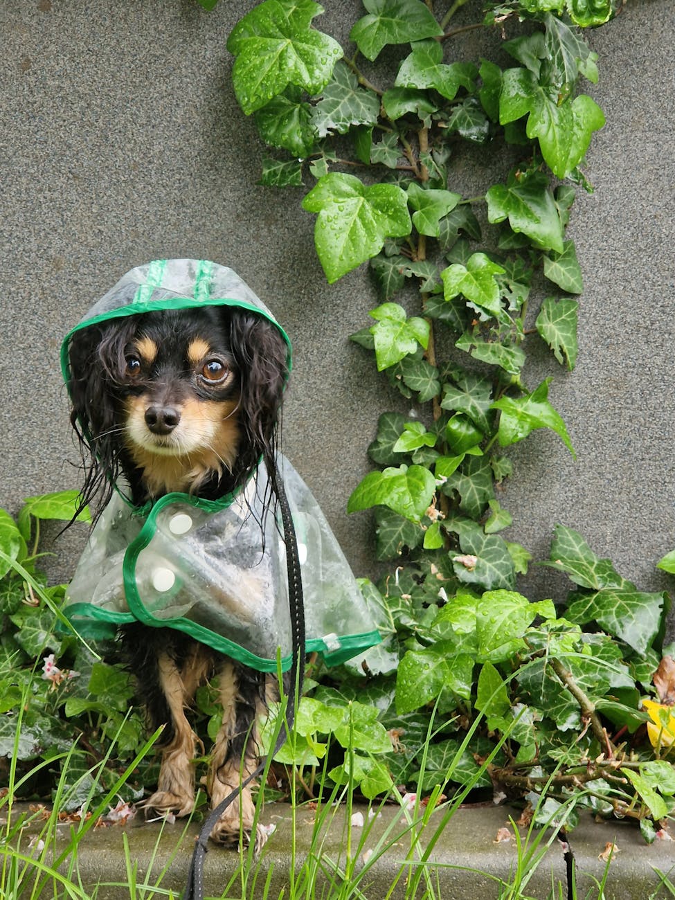 （今日财经推荐）24小时1元*2元一分上下分红中麻将群跑的快群雨中小雨衣萌犬