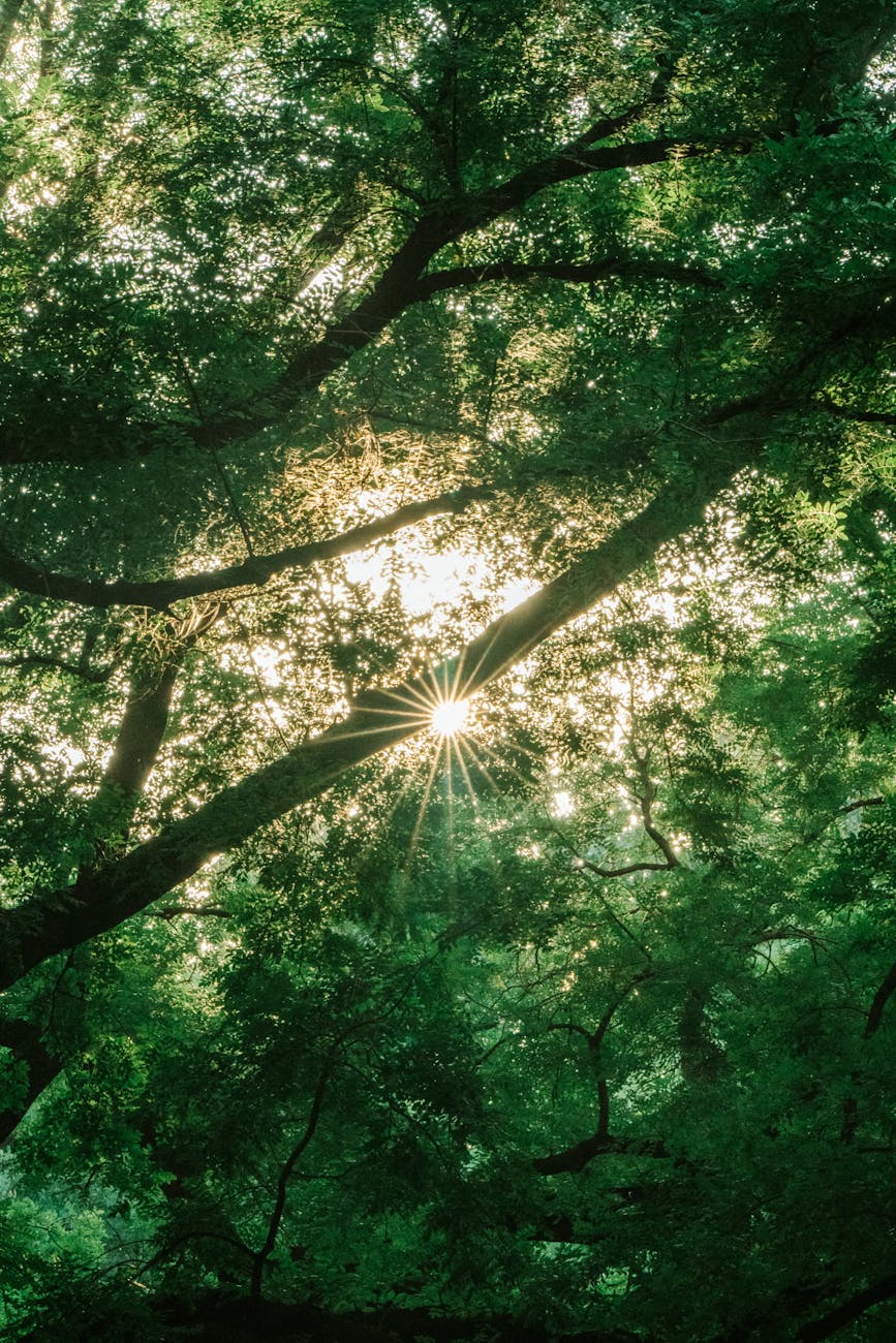 （最好的）红中麻将无押金一元一分广东上下分红中麻将群跑的快群林隙晨光