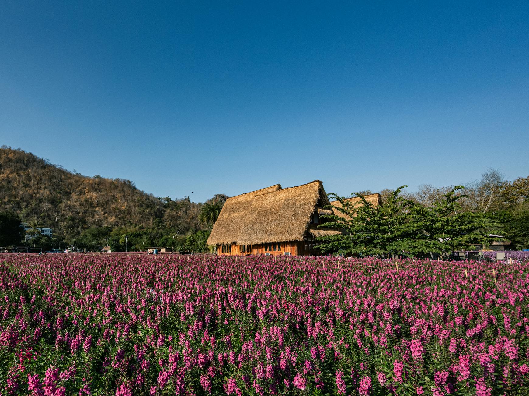（教大家）分享1元1分上下分红中麻将群跑的快群花田茅舍