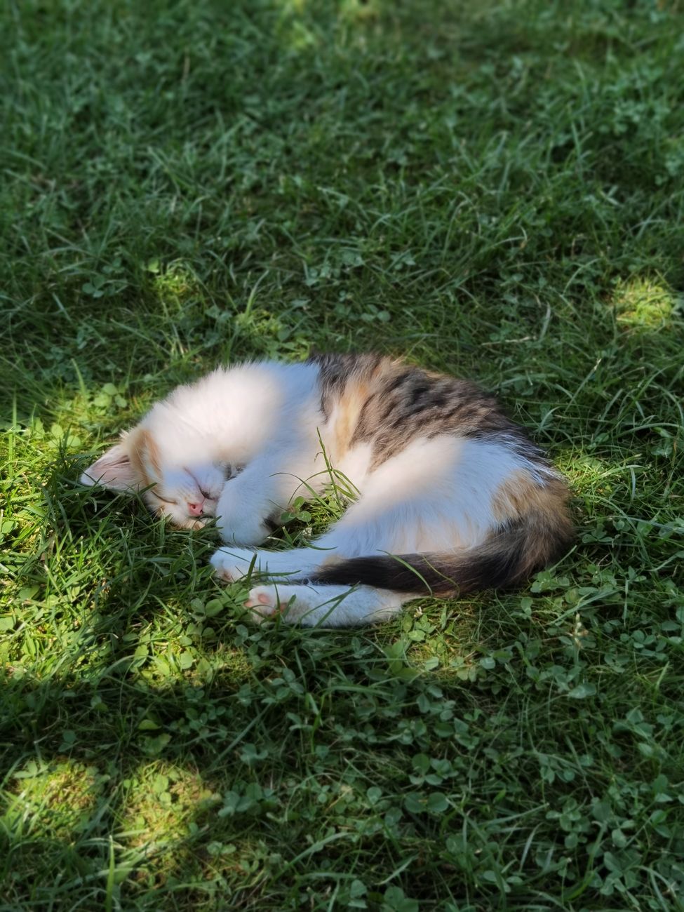 （好玩的）谁有1元*2元一分上下分红中麻将群跑的快群草间睡猫